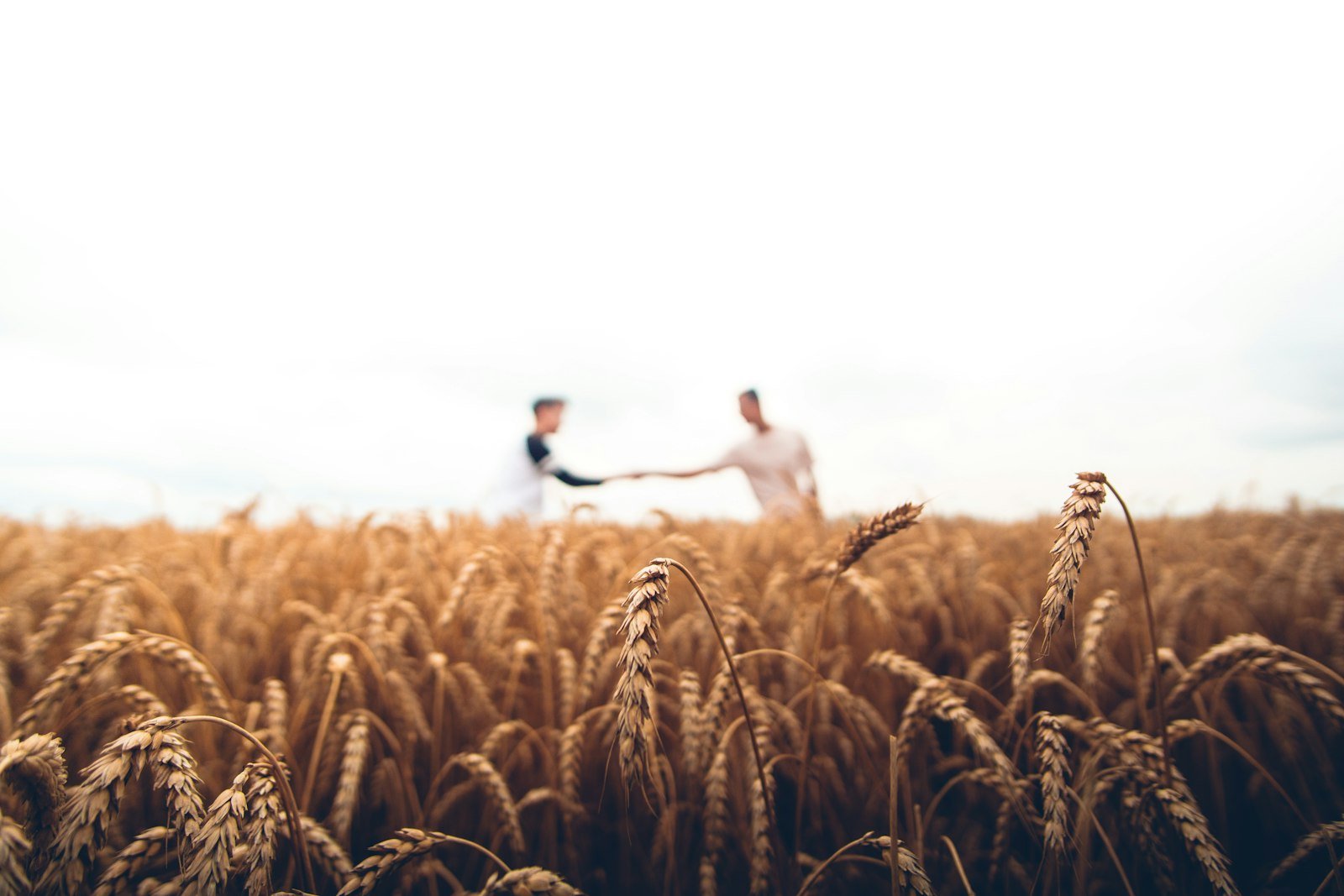 Green farmland reflecting Kanzan Holdings' focus on sustainable sectors